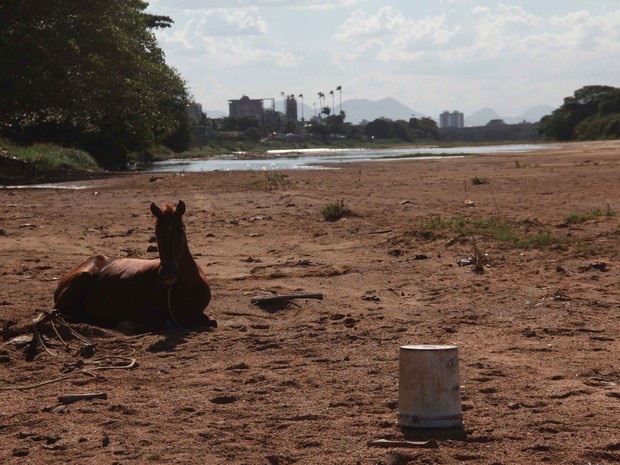 Animal descansa no leito do Rio Paraíba do Sul, área que deveria estar inundada (Foto: Hellen Souza/Folha da Manhã )