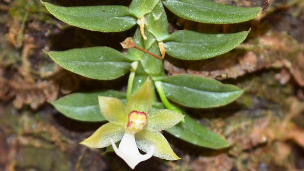 Novas espécies de orquídeas são identificadas na Amazônia LegalVivagreen