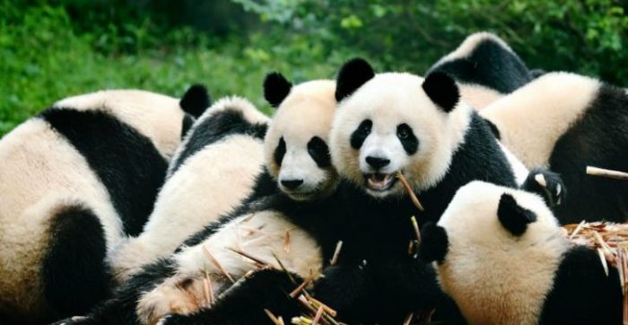 Panda gigante não está mais ameaçado de extinção